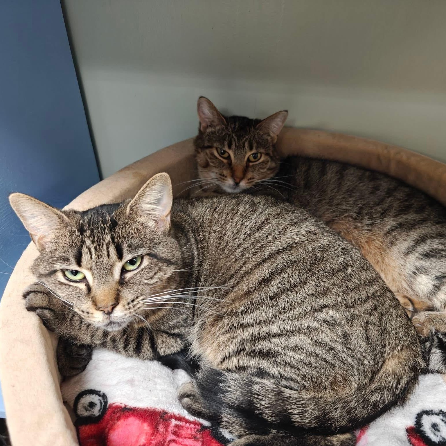 LeeLee, a Adoptable Domestic Short Hair in Grand Rapids, MI image 4/6