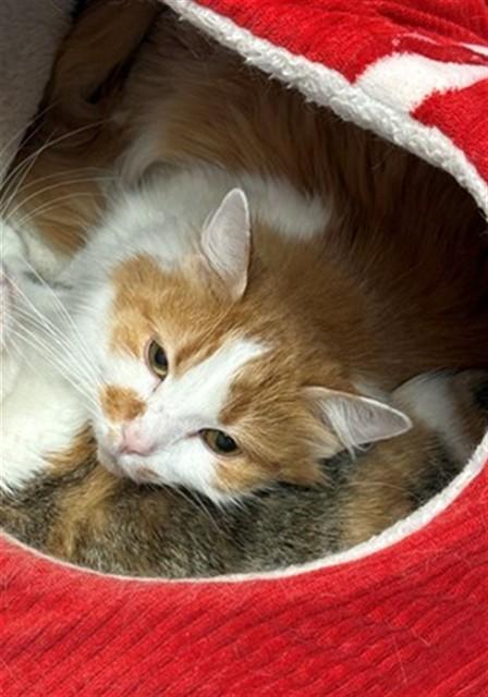FUZZY-BUTTS, Adoptable, Adult Male Domestic Short Hair.