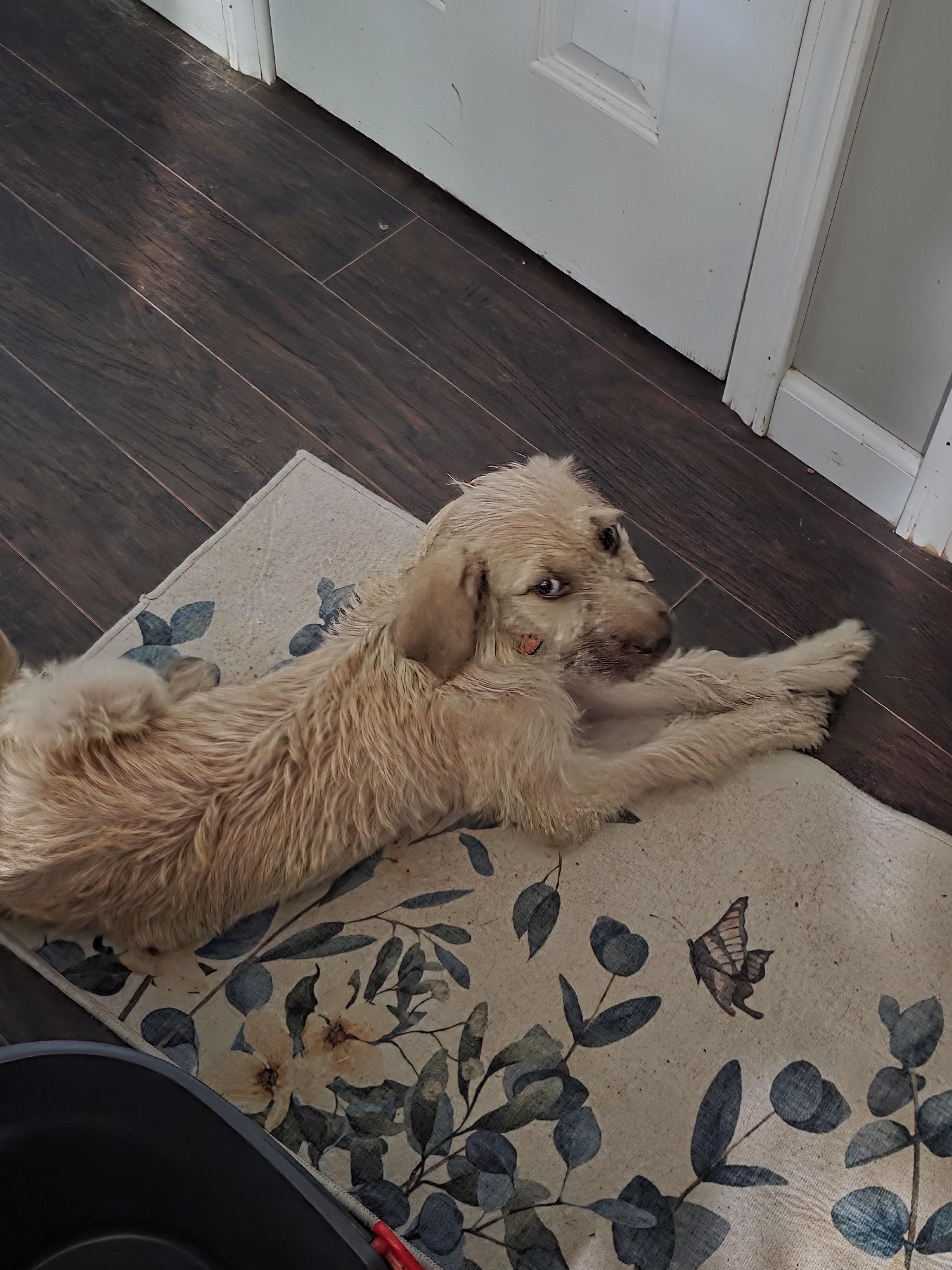 Maxine, an adoptable Irish Wolfhound, Goldendoodle in Arnold, MO, 63010 | Photo Image 3