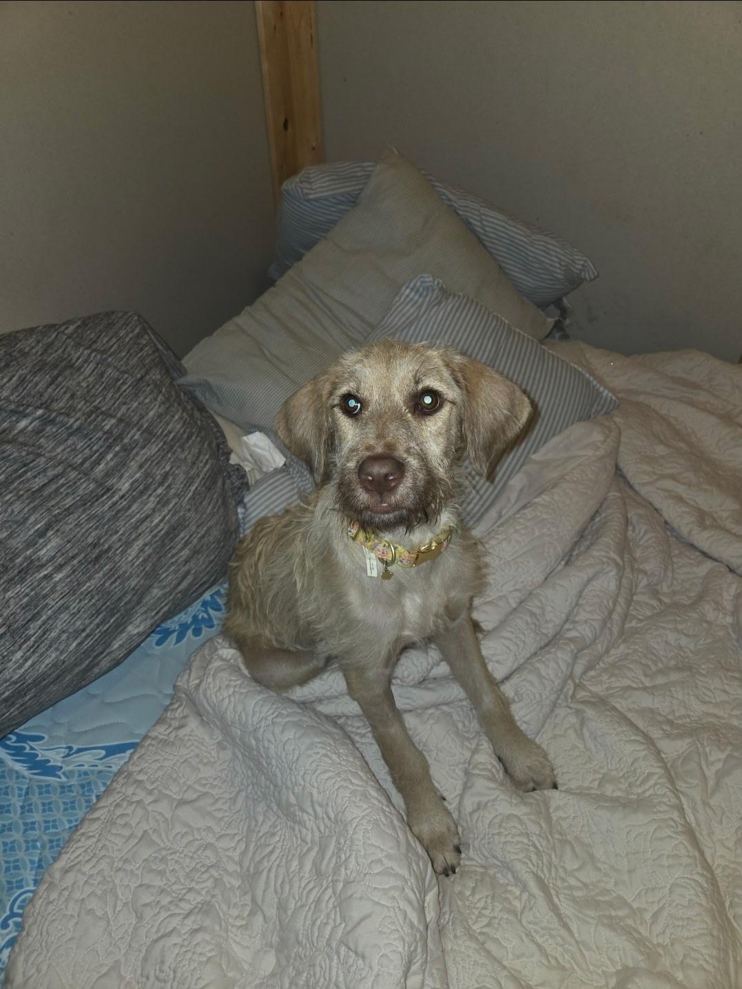 Maxine, an adoptable Irish Wolfhound, Goldendoodle in Arnold, MO, 63010 | Photo Image 1