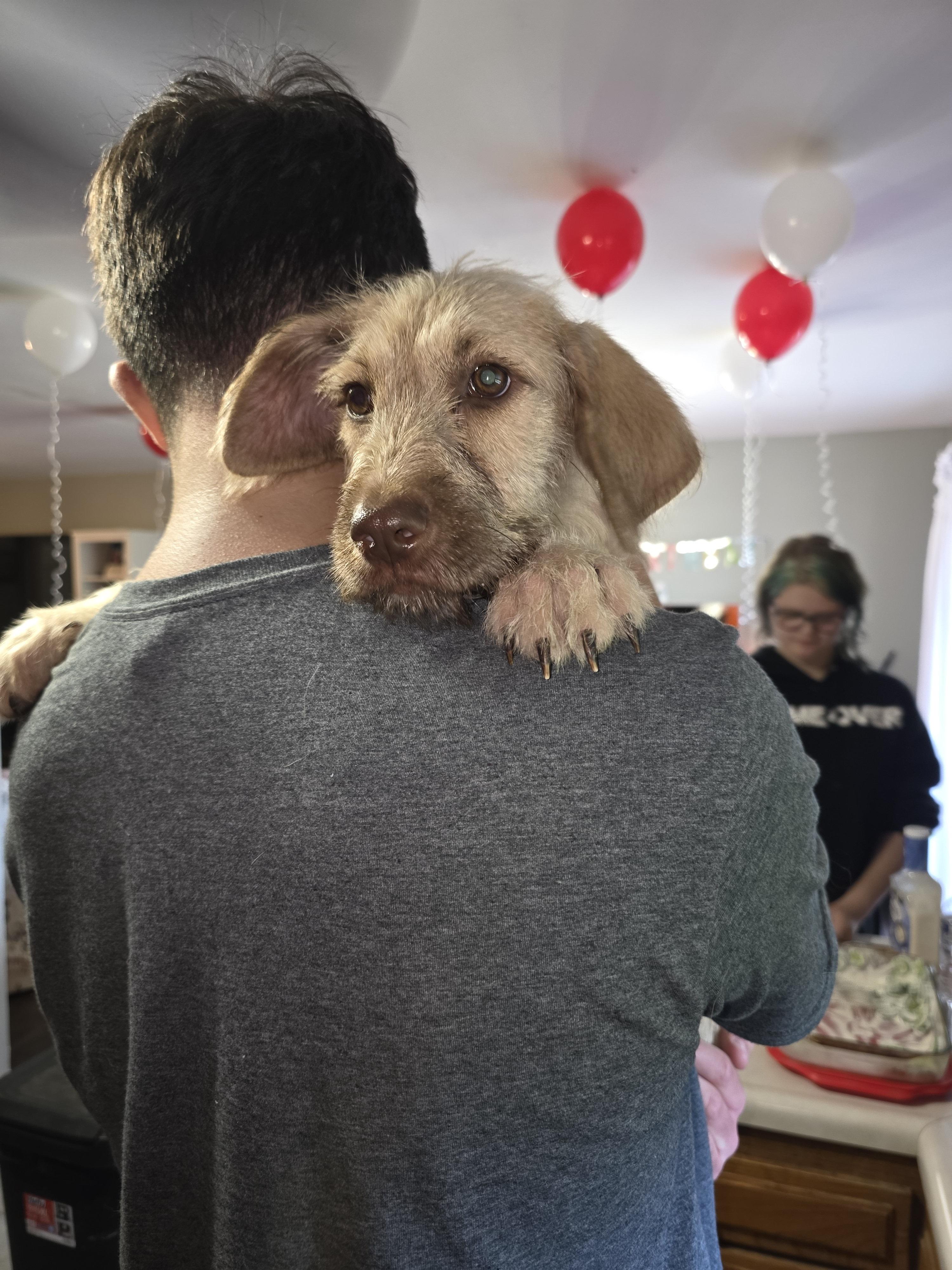 Maxine, an adoptable Irish Wolfhound, Goldendoodle in Arnold, MO, 63010 | Photo Image 4
