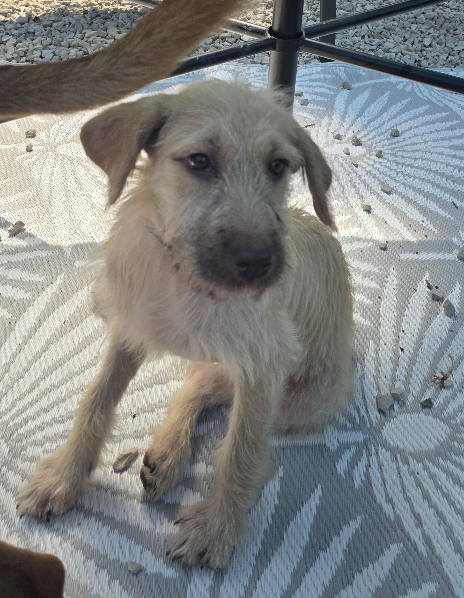 Maxine, an adoptable Irish Wolfhound, Goldendoodle in Arnold, MO, 63010 | Photo Image 2