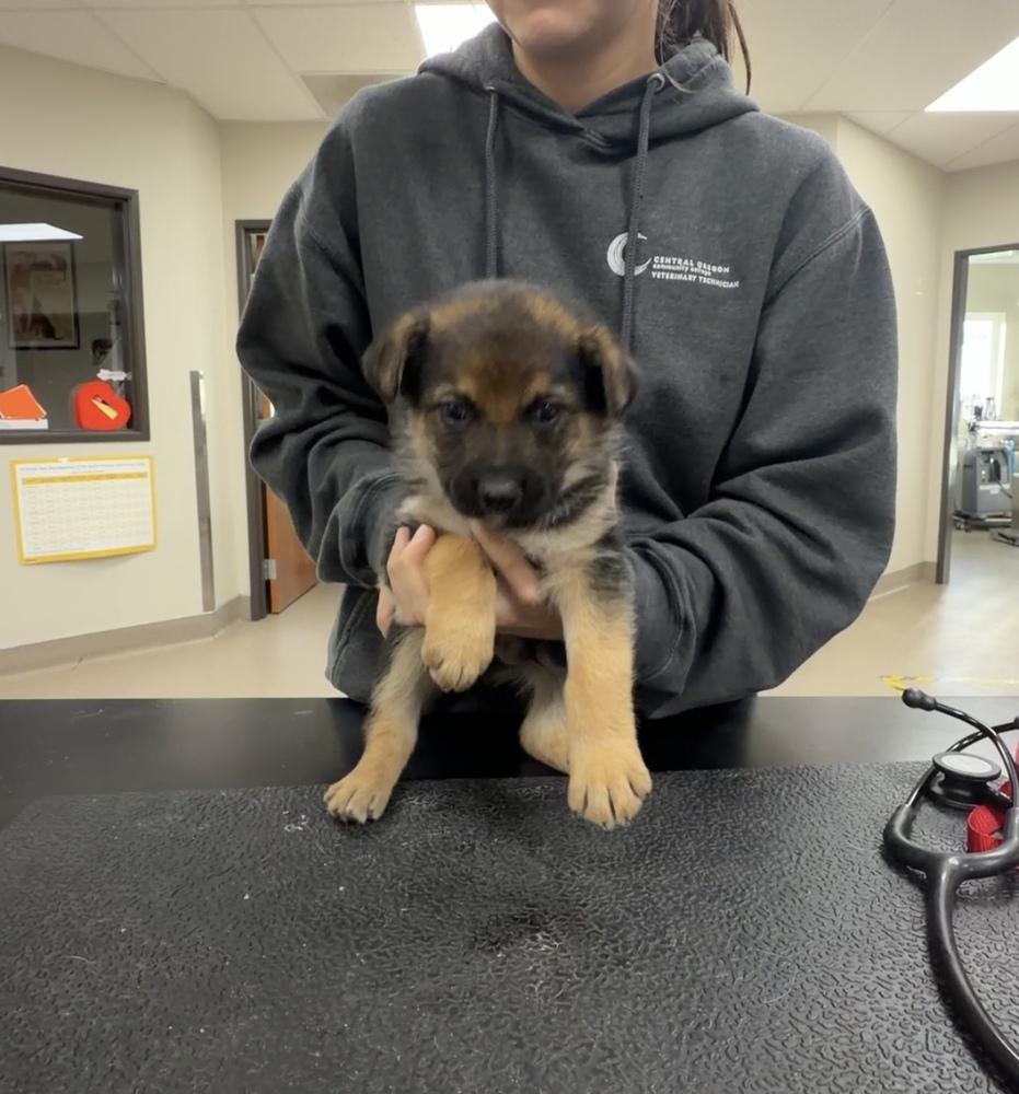 Waylon, Adoptable, Puppy Male Cattle Dog.