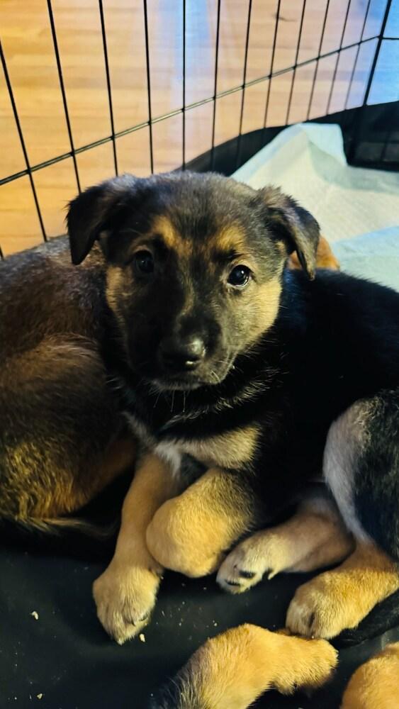 Enlarge Waylon, a Adoptable mixed breed in Vancouver, WA image 2/2