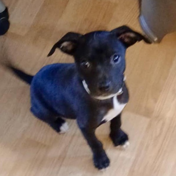 Bindi, Adopted, Puppy Female Mixed Breed.