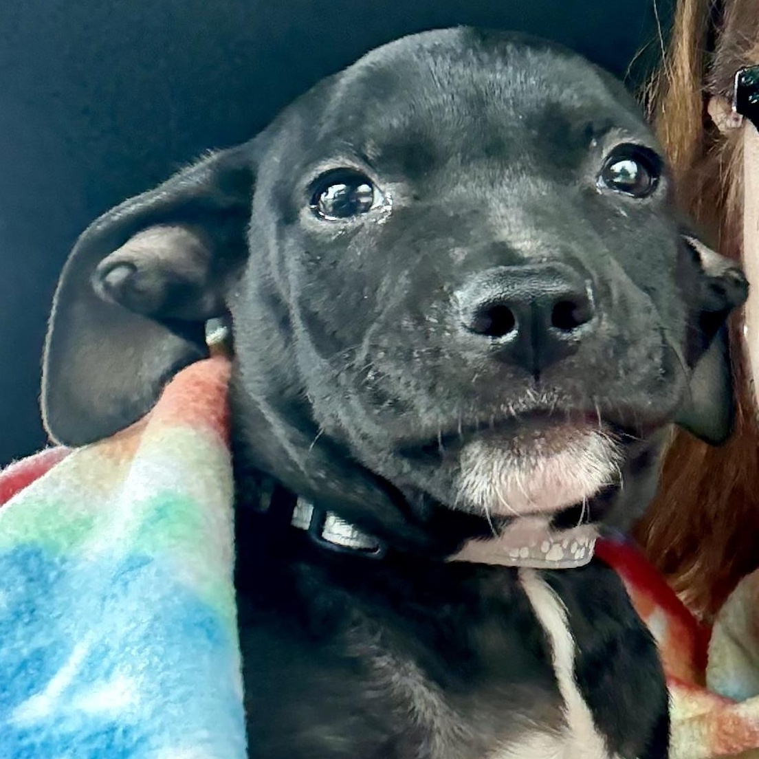 Bindi, a Adopted Mixed Breed in West Bend, WI image 2/6