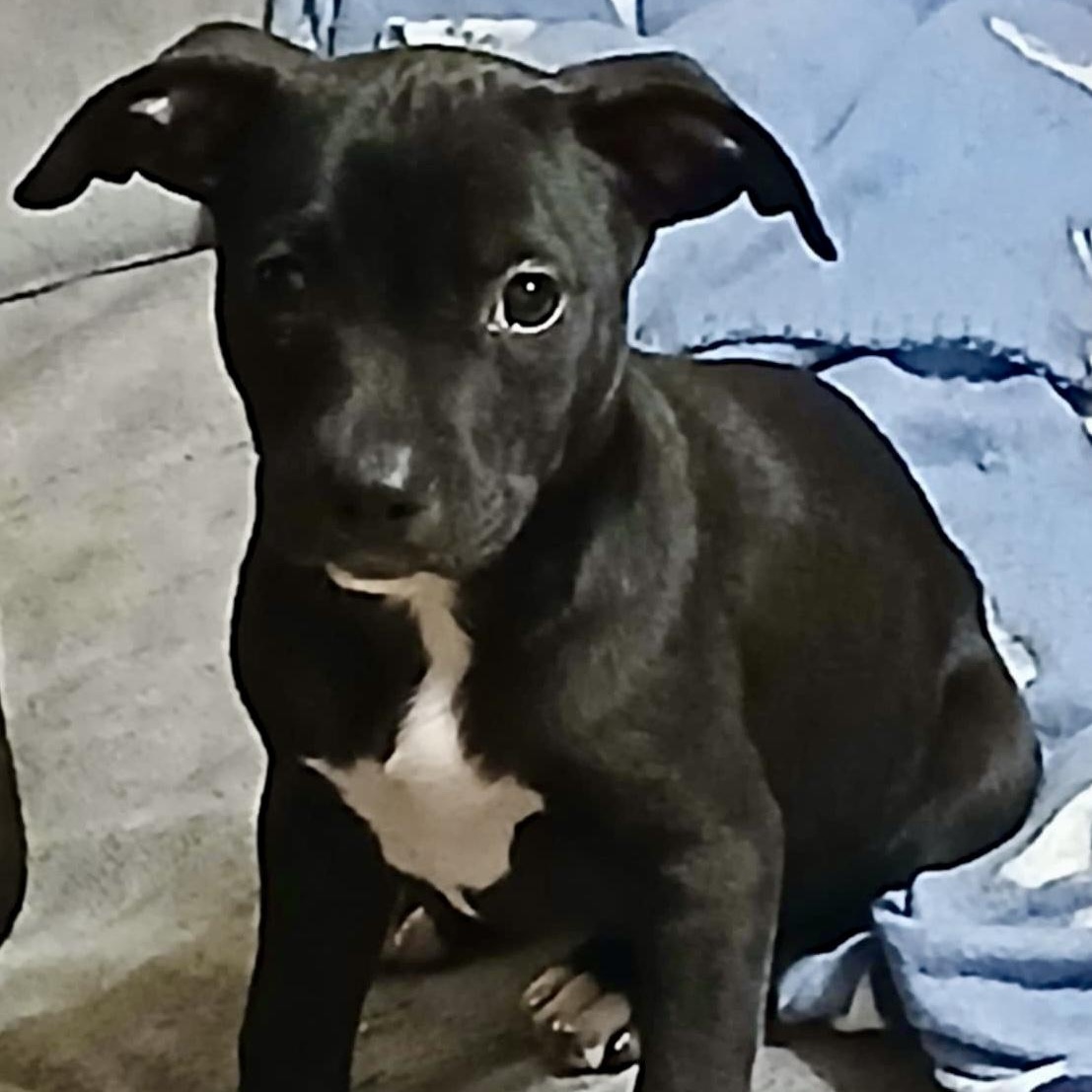 Bindi, a Adopted Mixed Breed in West Bend, WI image 3/6