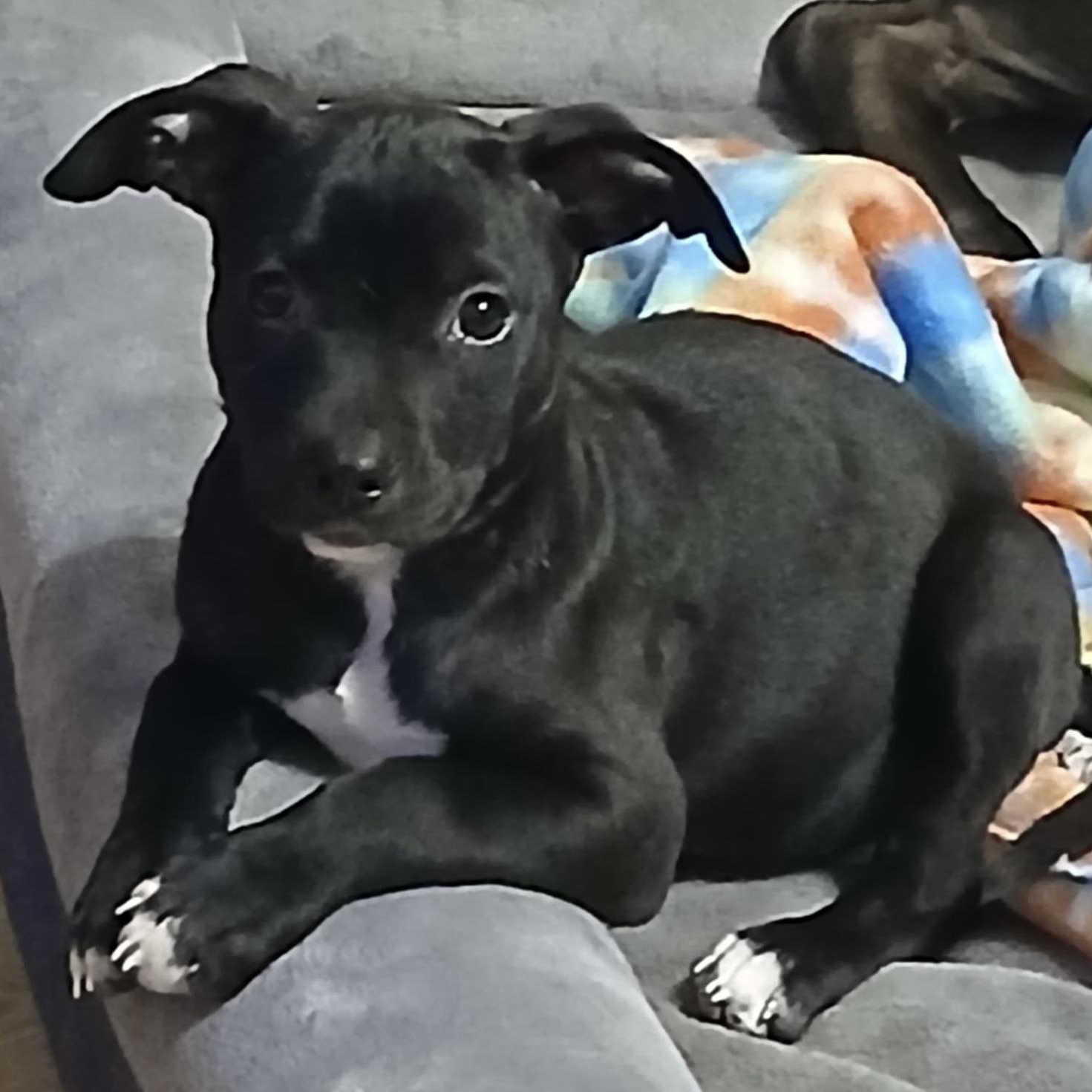 Bindi, a Adopted Mixed Breed in West Bend, WI image 5/6