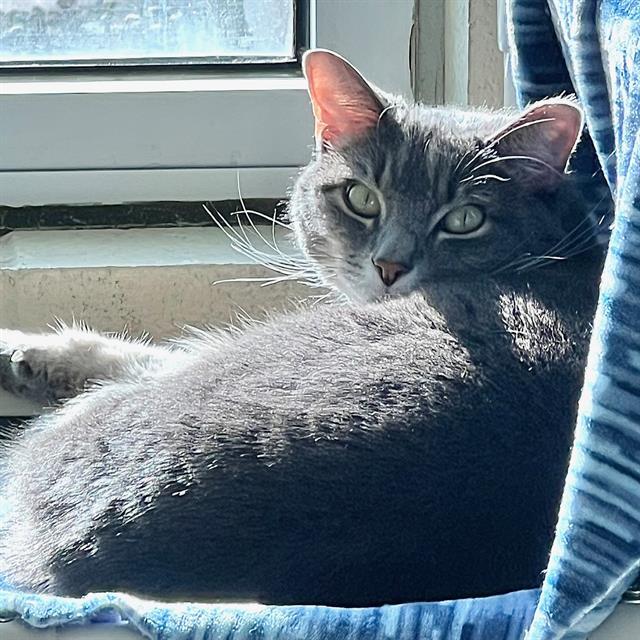 ZELLI, Adoptable, Adult Female Domestic Short Hair.