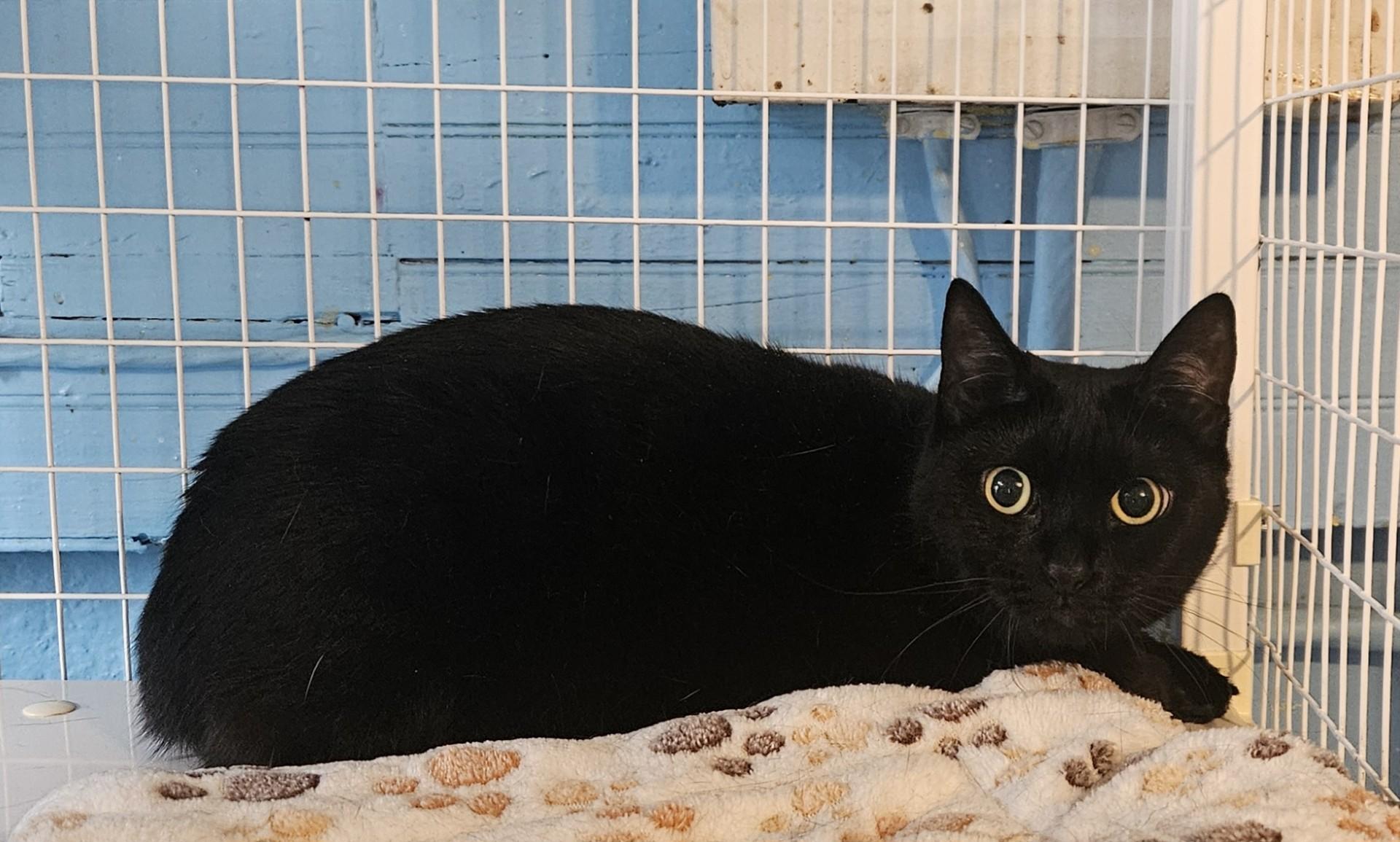 Itchy, Adoptable, Adult Female Domestic Short Hair.