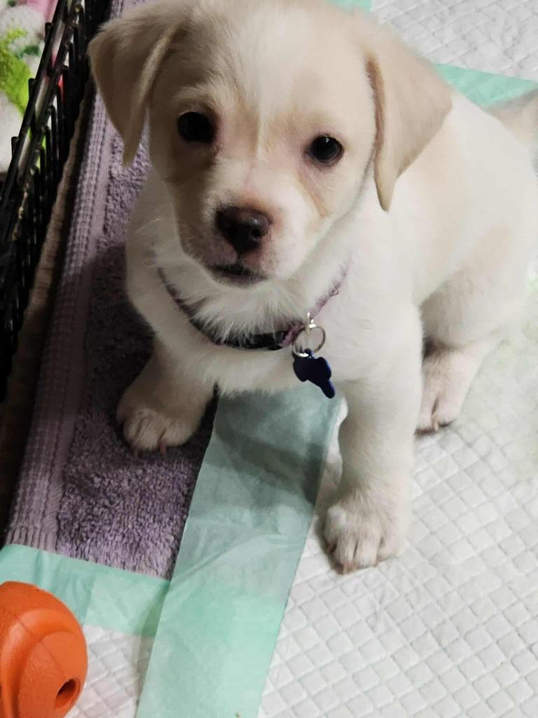 Willy Wonka, Adoptable, Puppy Male Chihuahua & Terrier.