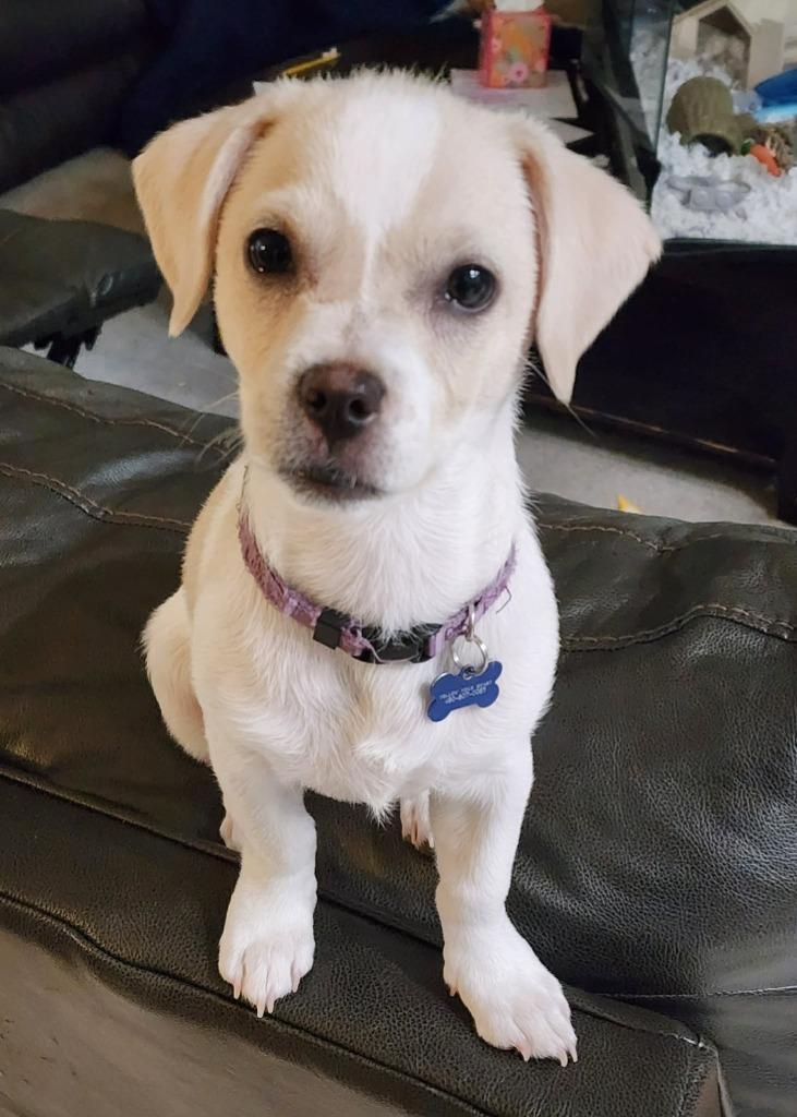 Willy Wonka, a Adoptable mixed breed in Mesa, AZ image 2/3