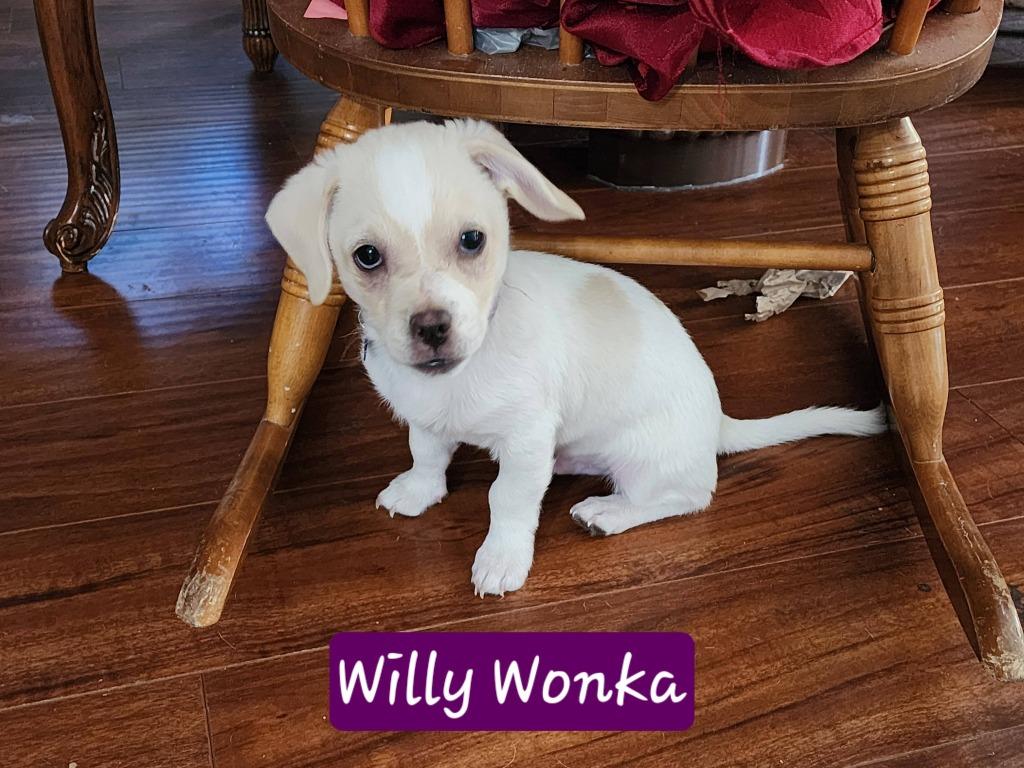 Willy Wonka, a Adoptable mixed breed in Mesa, AZ image 3/3