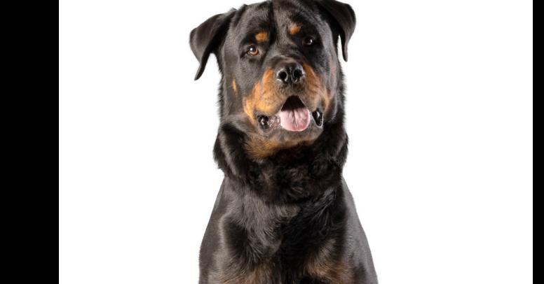 Luke 2021, a Adoptable Rottweiler in Gilbert, AZ image 1/6