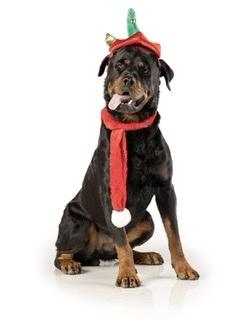 Luke 2021, a Adoptable Rottweiler in Gilbert, AZ image 3/6