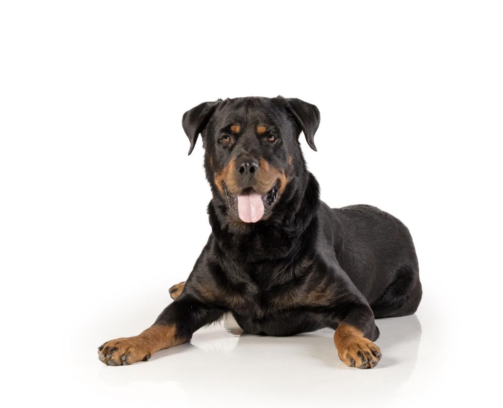 Luke 2021, a Adoptable Rottweiler in Gilbert, AZ image 4/6