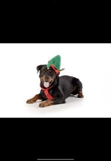 Luke 2021, a Adoptable Rottweiler in Gilbert, AZ image 5/6