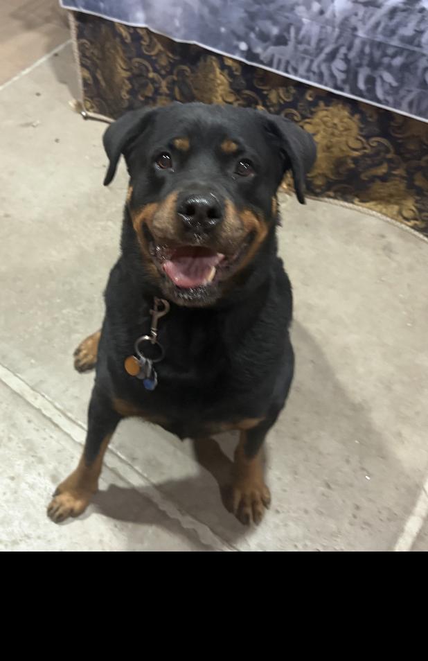 Luke 2021, Adoptable, Senior Male Rottweiler.