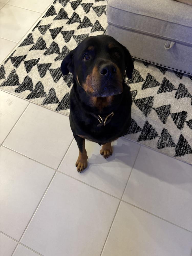 Enlarge Luke 2021, a Adoptable Rottweiler in Gilbert, AZ image 5/6