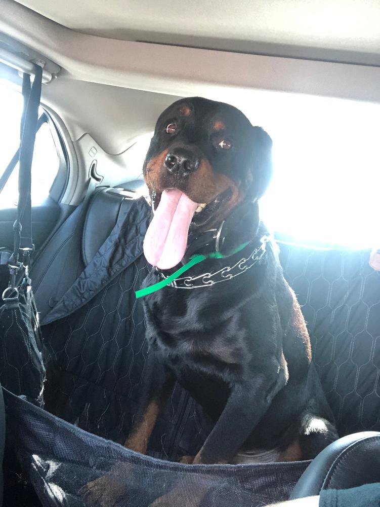 Luke 2021, a Adoptable Rottweiler in Gilbert, AZ image 4/5