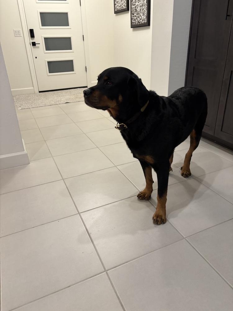 Luke 2021, a Adoptable Rottweiler in Gilbert, AZ image 6/6