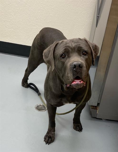 Venus, Adoptable, Adult Female Cane Corso.