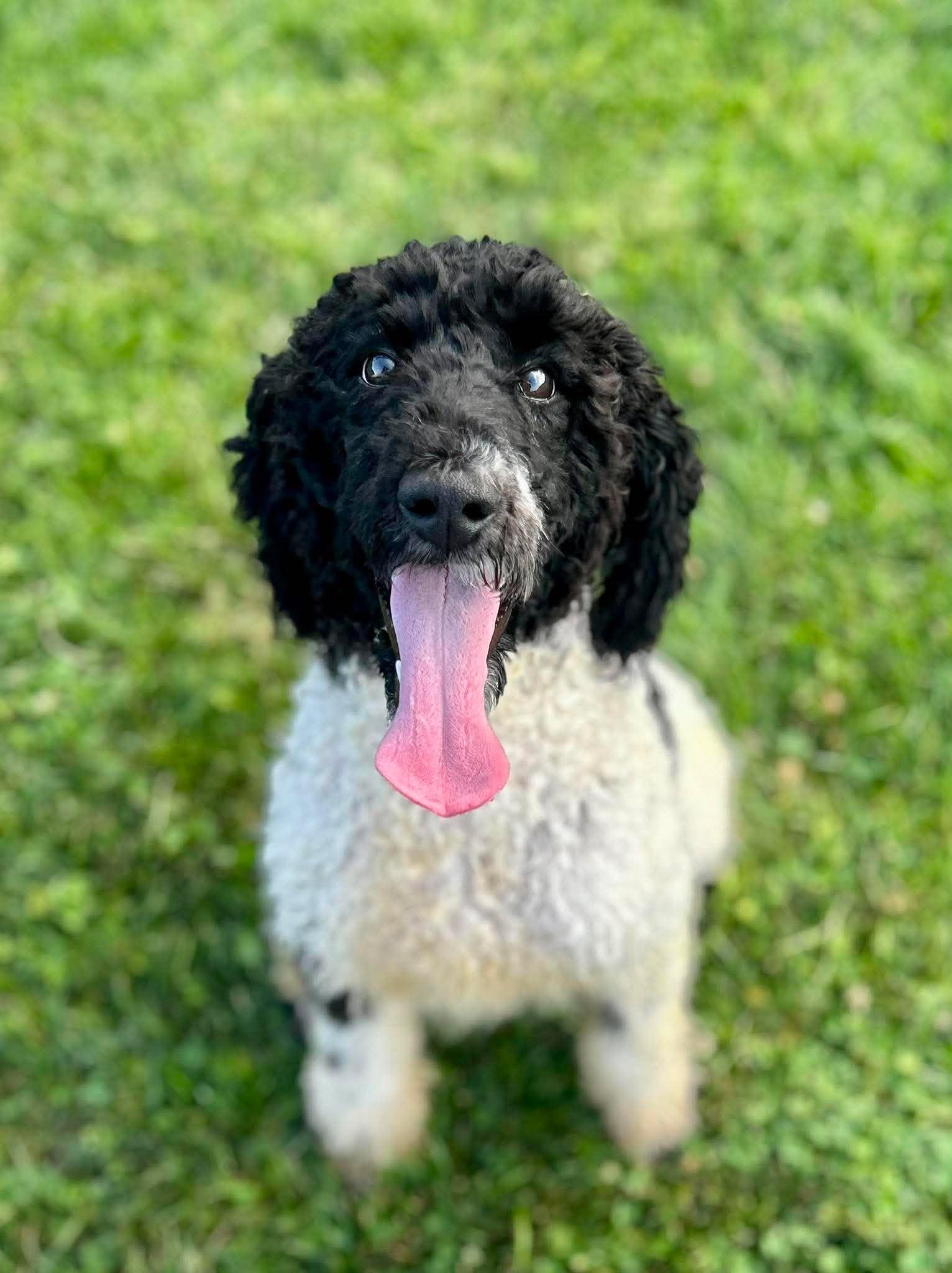 poodle様 Standard Poodles for Adoption in Chadds Ford, Pennsylvania | Petfinder