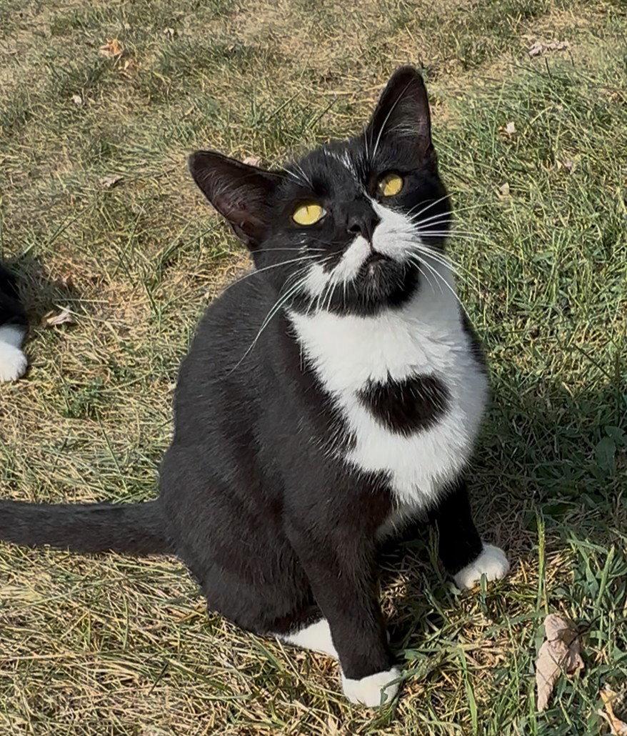 Peeta, a Adopted Domestic Short Hair in Sistersville, WV image 1/3