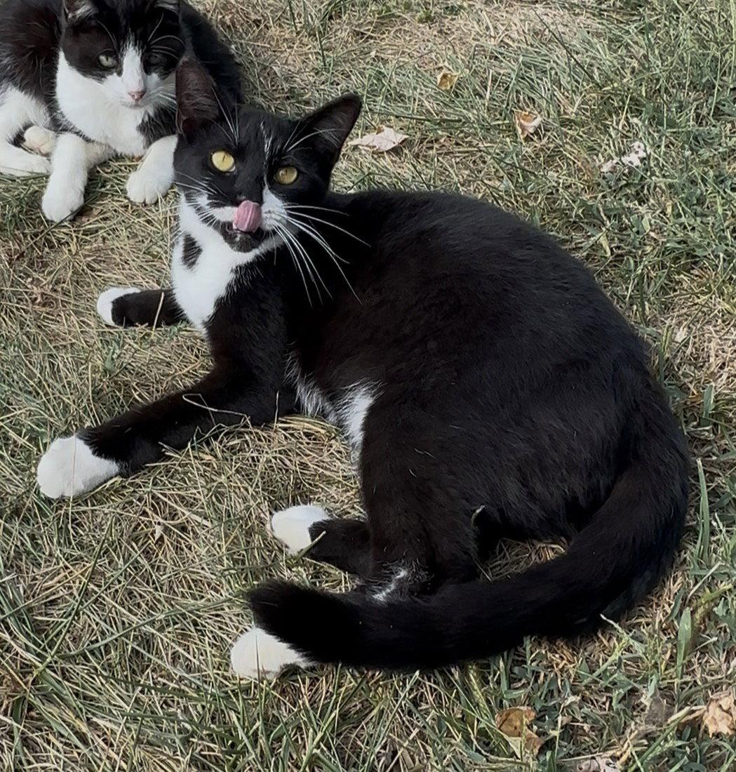 Peeta, a Adopted Domestic Short Hair in Sistersville, WV image 2/3