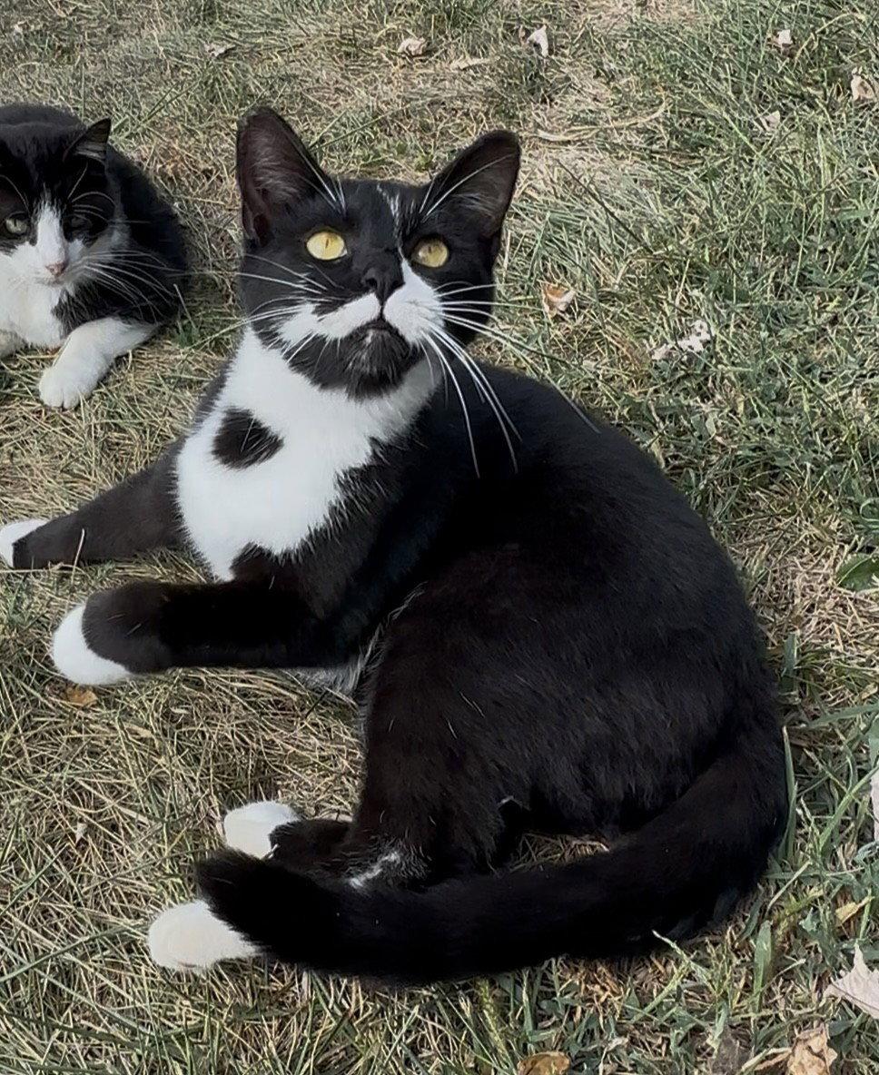 Peeta, a Adopted Domestic Short Hair in Sistersville, WV image 3/3