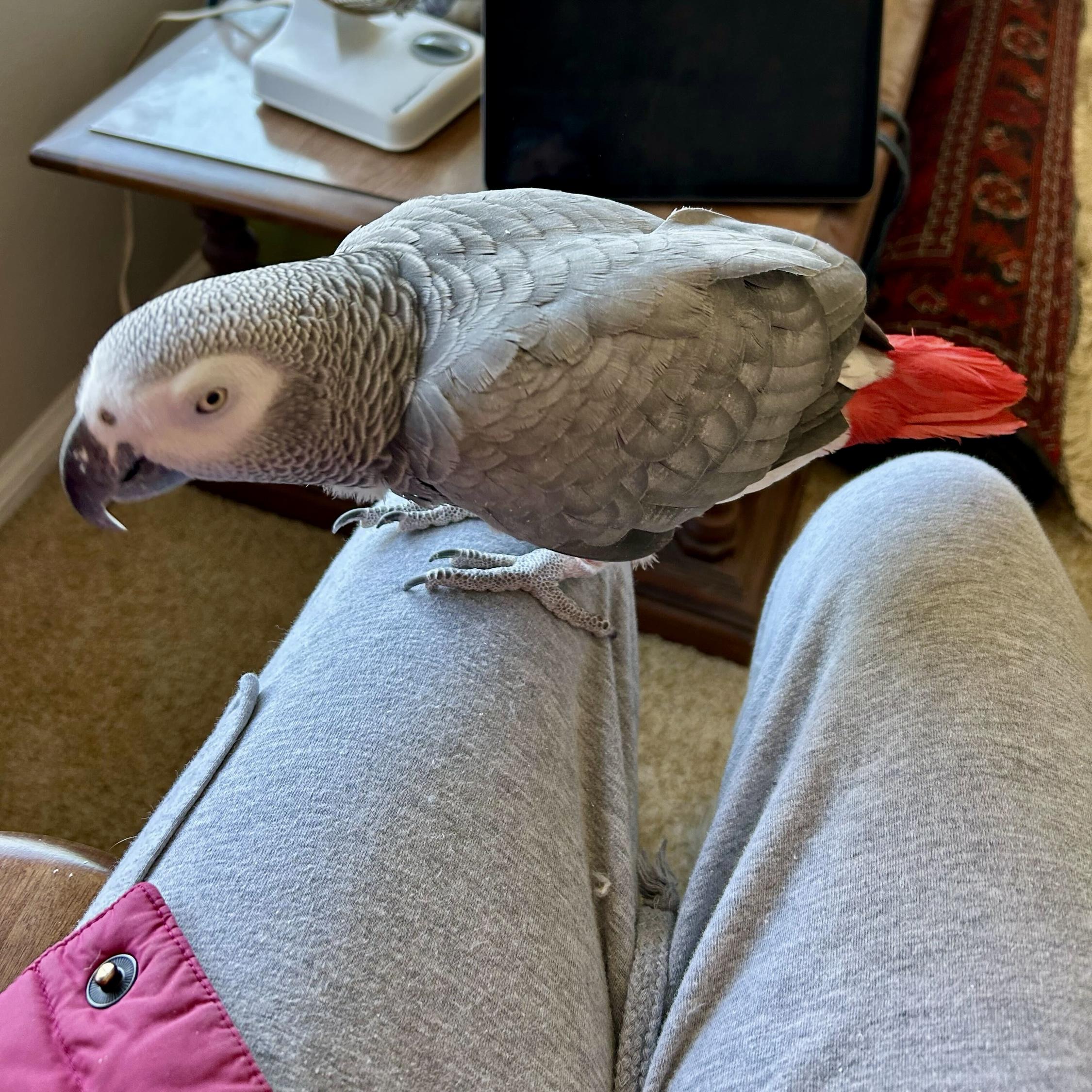 Missy, Adopted, Adult Female African Grey.