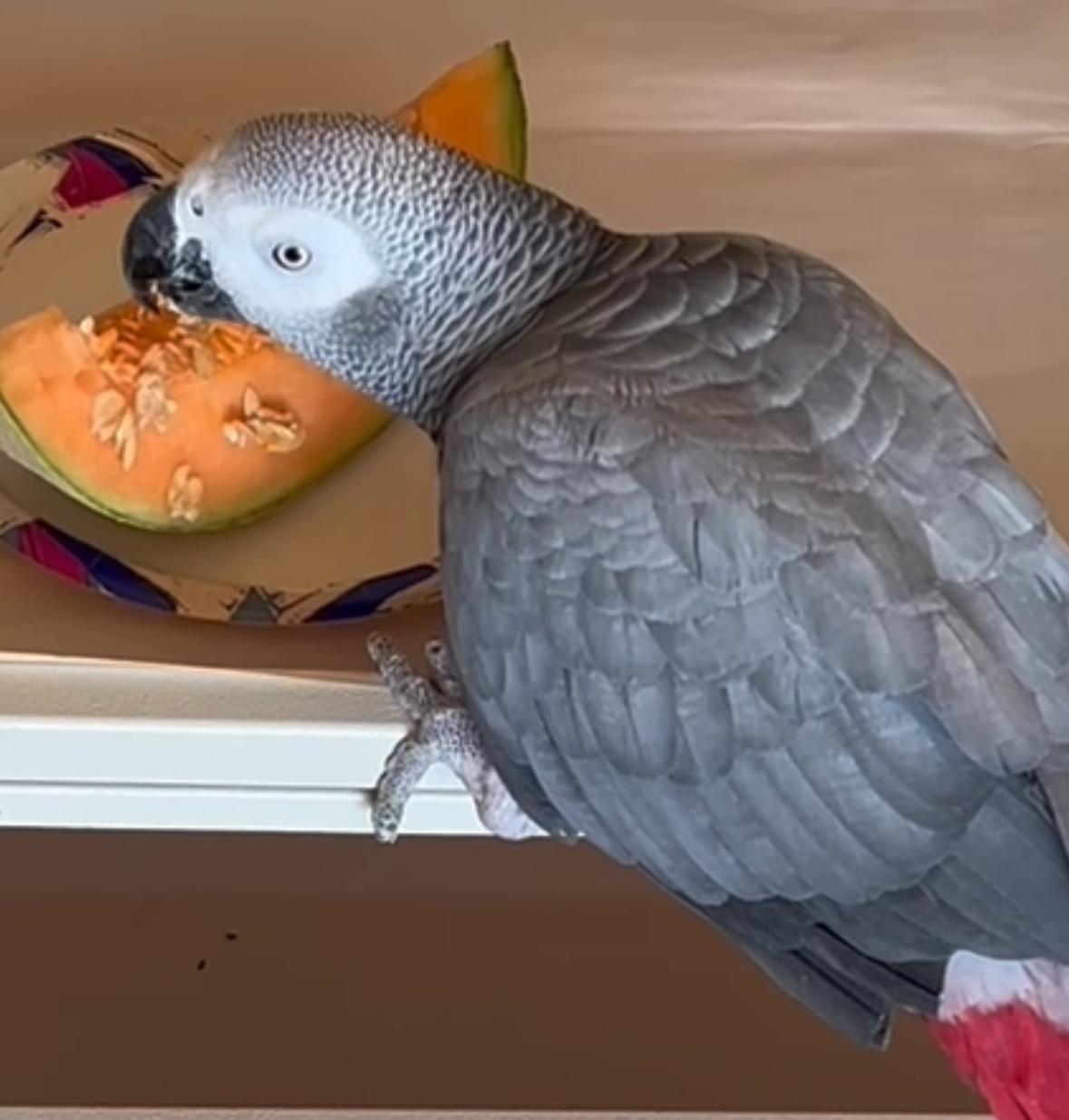 Enlarge Missy, a Adopted African Grey in San Diego, CA image 2/4