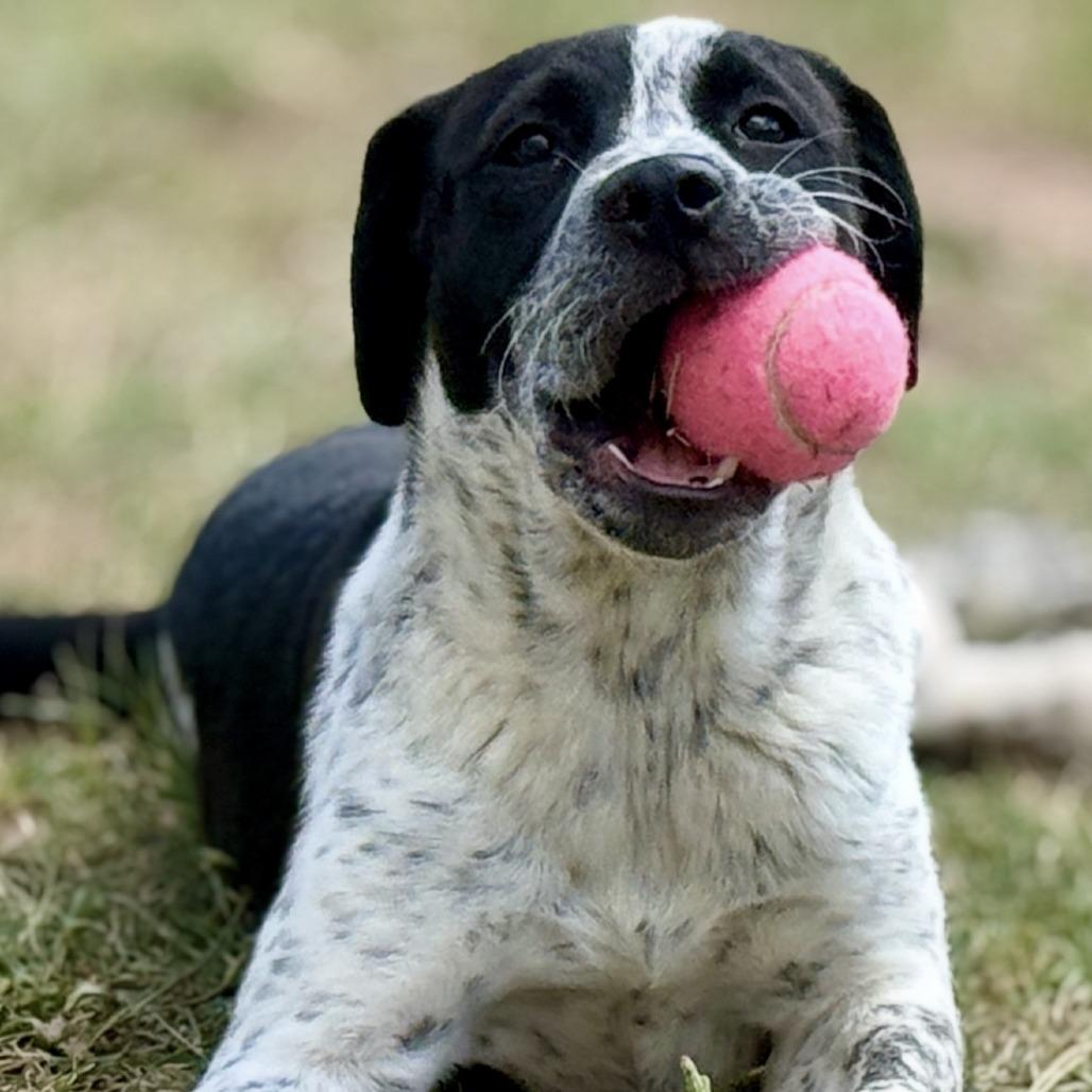 Jacqueline, Adoptable, Young Female Australian Cattle Dog / Blue Heeler & Pit Bull Terrier.