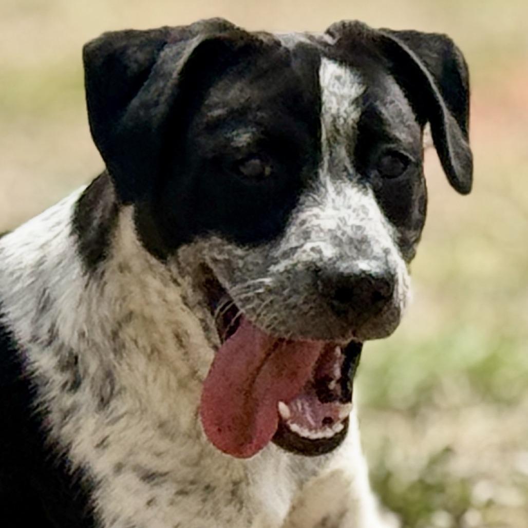Enlarge Jacqueline, a Adoptable mixed breed in Cheyenne, WY image 2/6