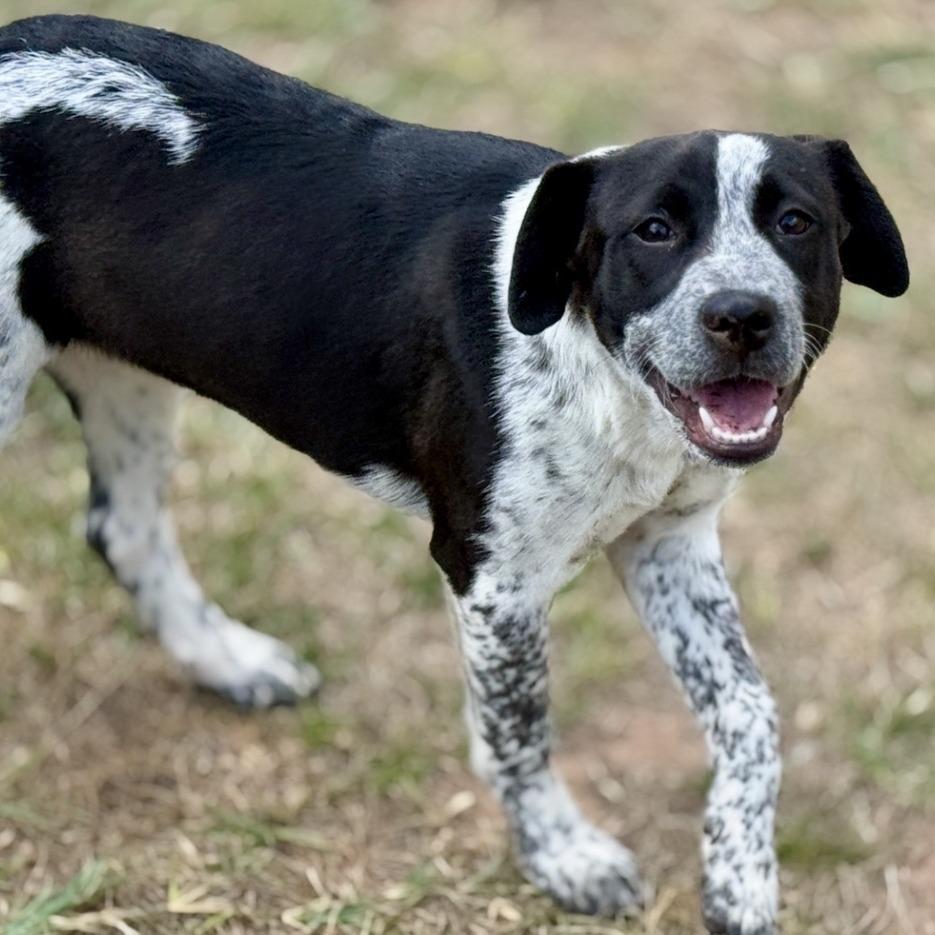 Enlarge Jacqueline, a Adoptable mixed breed in Cheyenne, WY image 3/6
