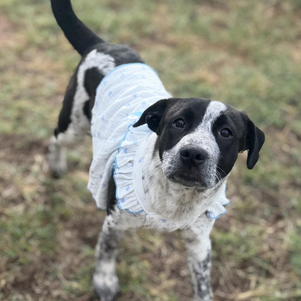 Enlarge Jacqueline, a Adoptable mixed breed in Cheyenne, WY image 4/6