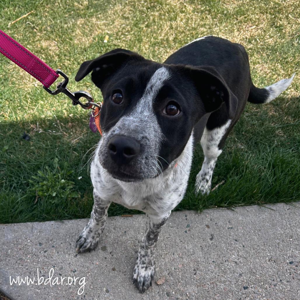 Enlarge Jacqueline, a Adoptable mixed breed in Cheyenne, WY image 5/6