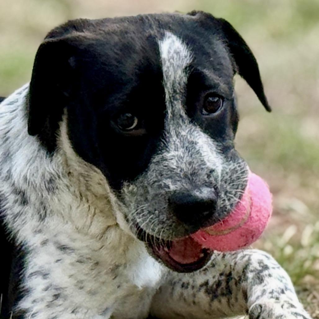Enlarge Jacqueline, a Adoptable mixed breed in Cheyenne, WY image 6/6