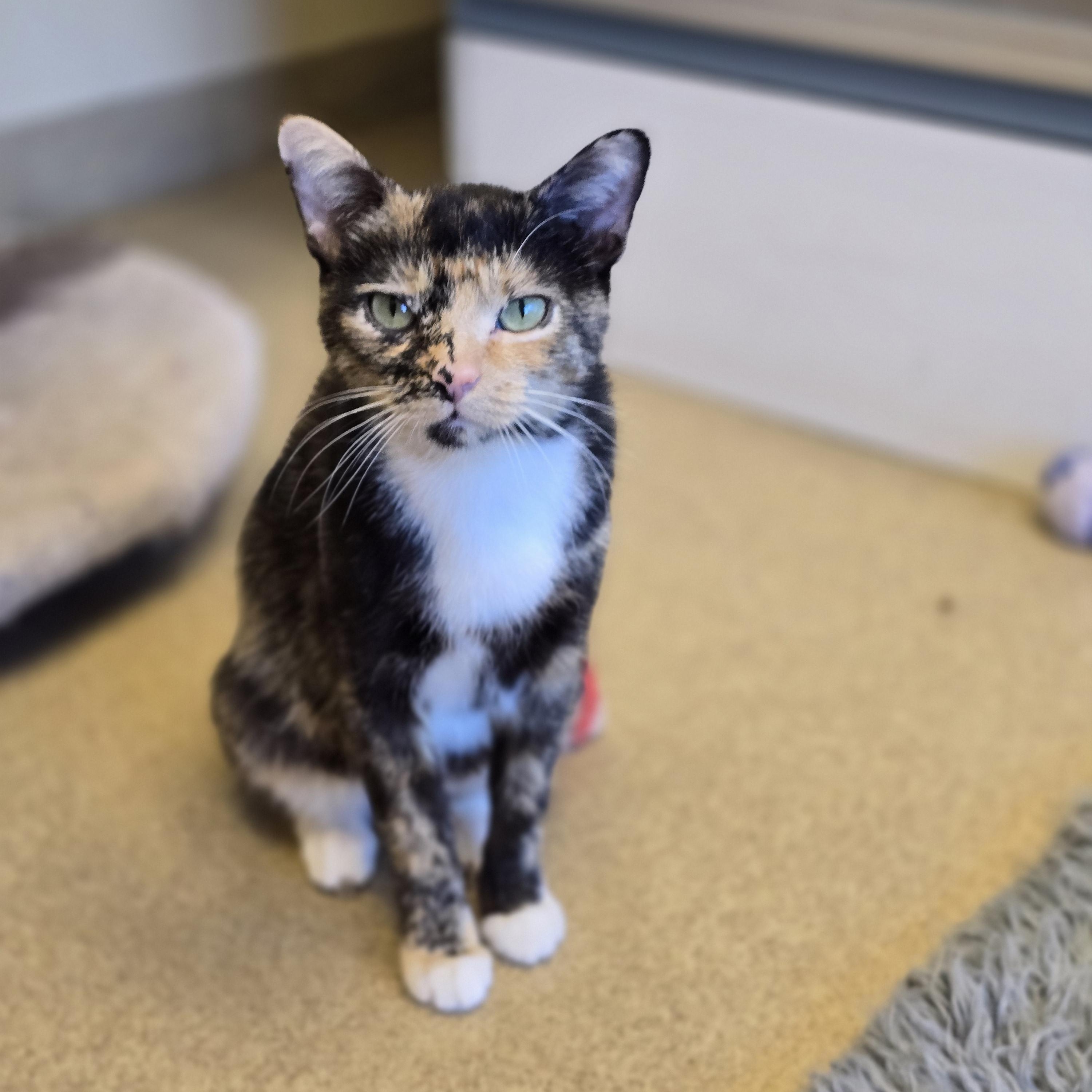 Cappuccino, adopted, Adult Female Calico.