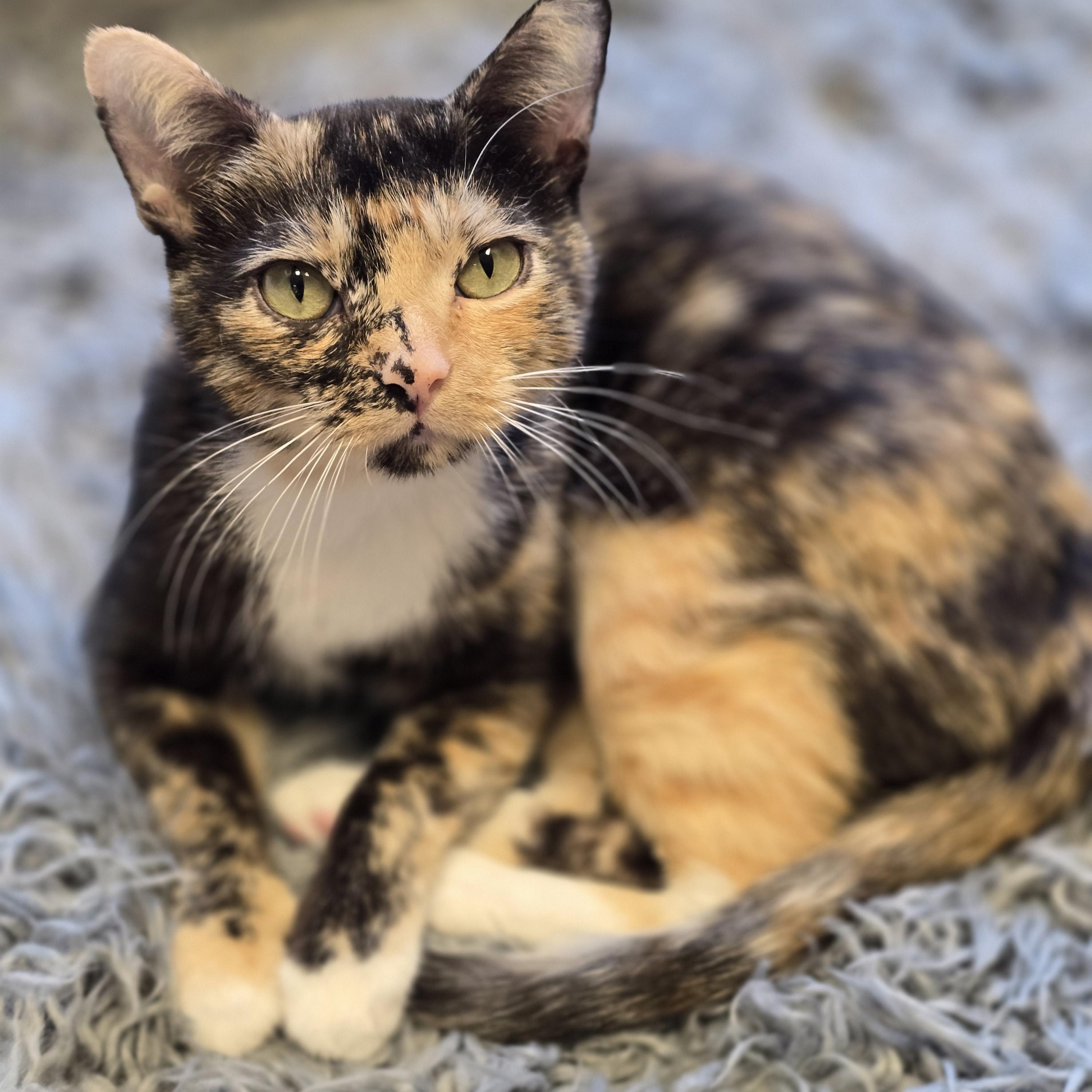 Enlarge Cappuccino, an adopted Calico in Bristol, RI image 2/2