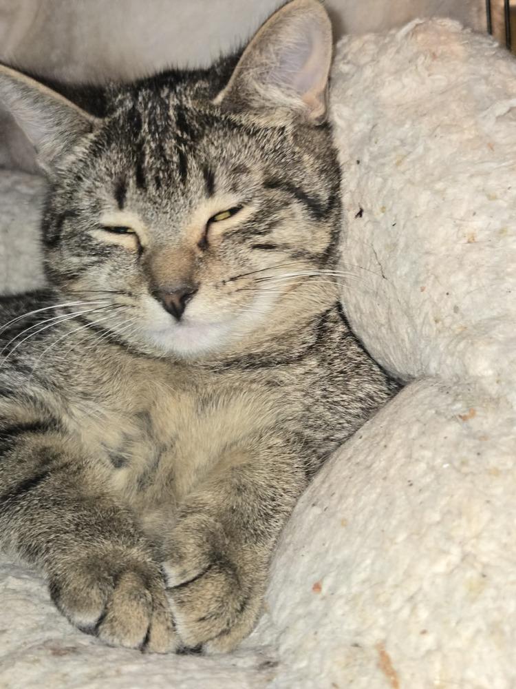 Jinshi, Adoptable, Kitten Male Domestic Short Hair & Tabby.