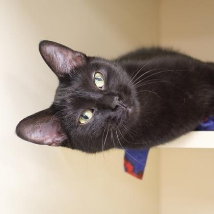 Enlarge Goldine, a Adoptable Domestic Short Hair in Verona, WI image 1/3