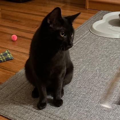 Enlarge Goldine, a Adoptable Domestic Short Hair in Verona, WI image 2/3