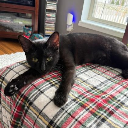 Enlarge Goldine, a Adoptable Domestic Short Hair in Verona, WI image 3/3