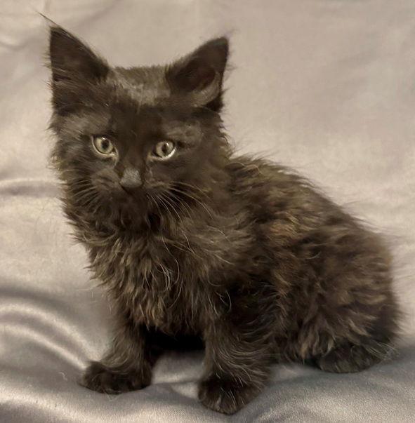 Enlarge Fig25, a Adoptable Maine Coon in Nashville, TN image 1/3