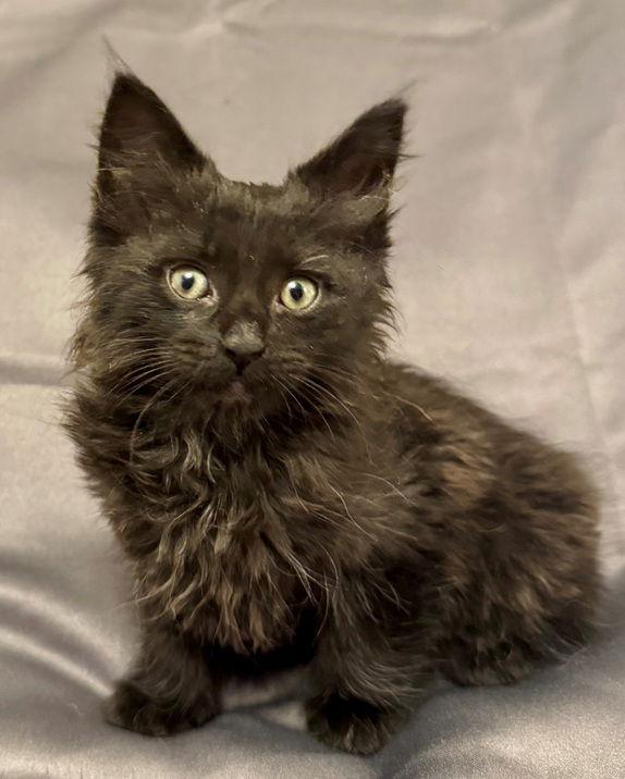 Enlarge Fig25, a Adoptable Maine Coon in Nashville, TN image 2/3