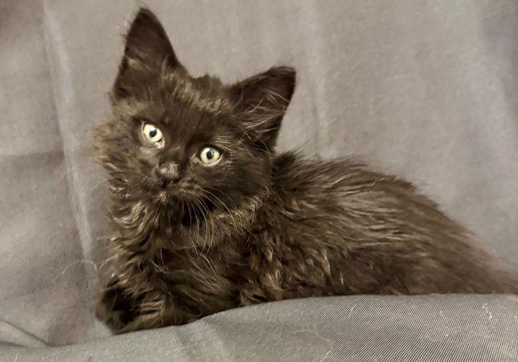 Enlarge Fig25, a Adoptable Maine Coon in Nashville, TN image 3/3