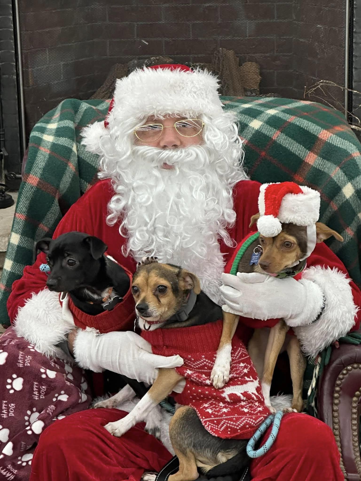 Enlarge Daisy, a Adoptable mixed breed in Covington, WA image 2/6