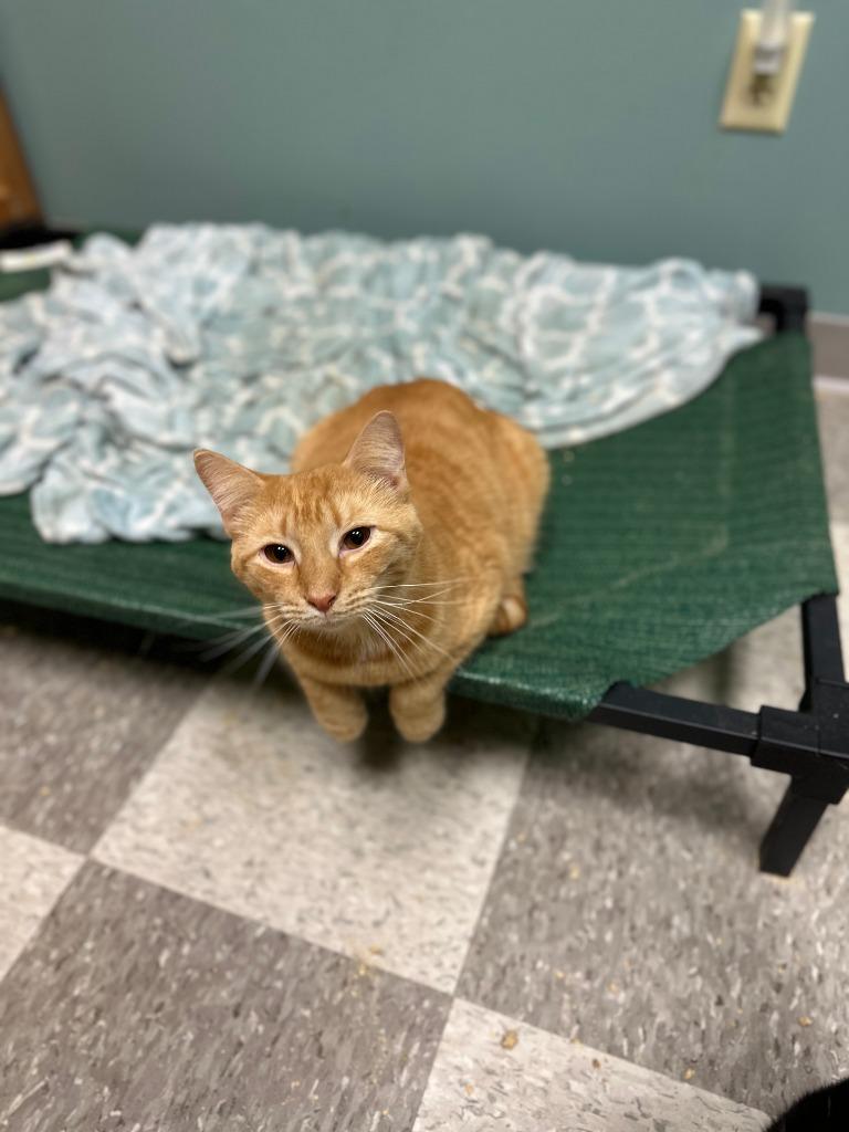 RUCKER, Adoptable, Young Male Domestic Short Hair.