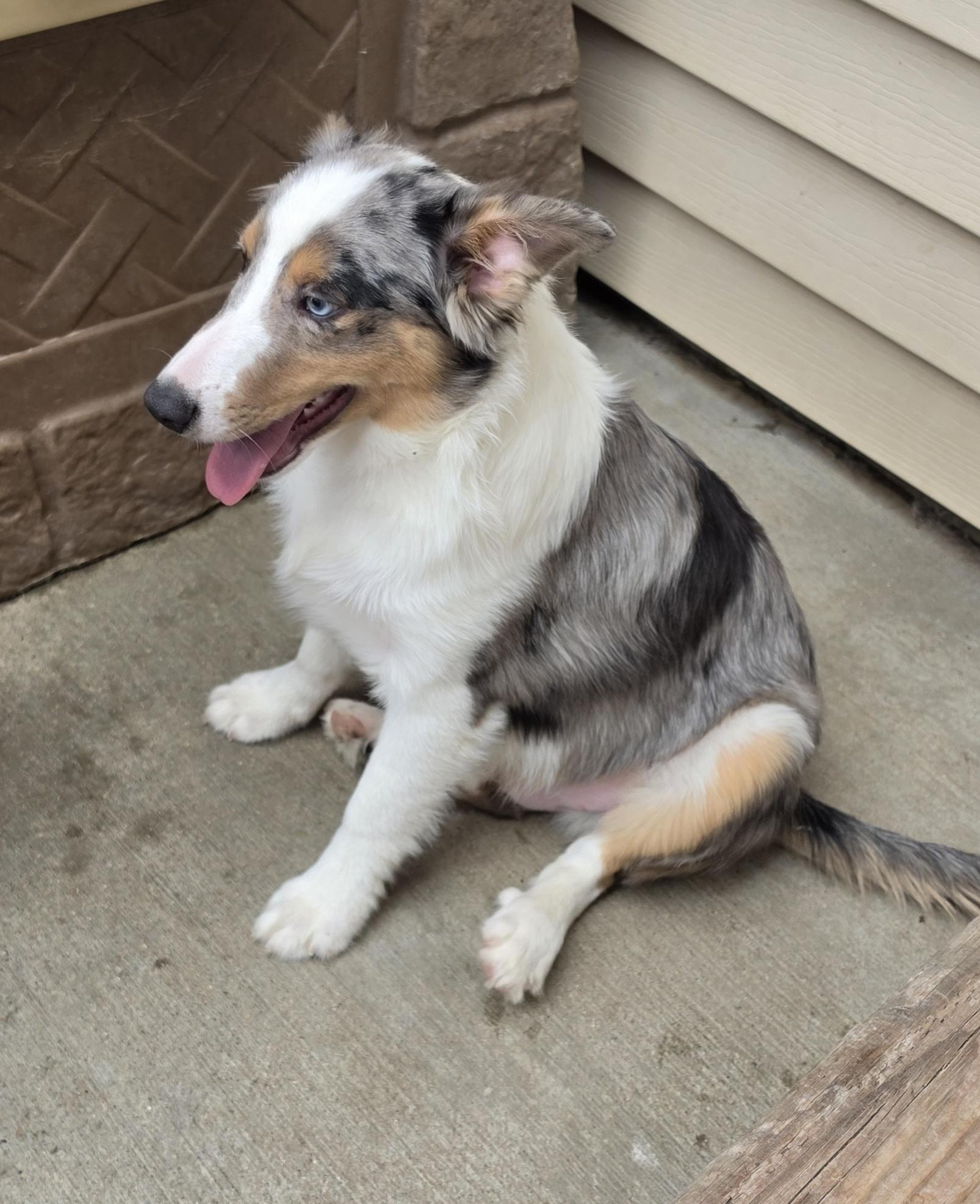 Ribeye - Sheltie Pup, a ADOPTABLE Shetland Sheepdog / Sheltie in Terre Haute, IN image 3/4